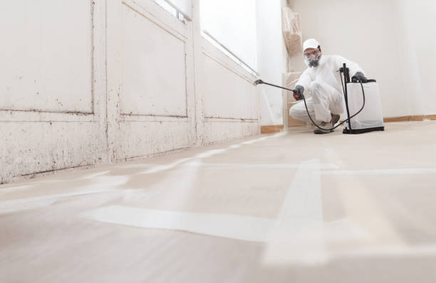 24/7 Emergency Black Mold Remediation experts in Church View, VA