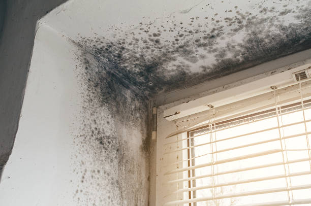 Affordable Black Mold Remediation solutions in Church View, VA